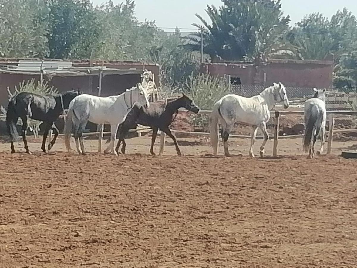 Dar Alfourssane Ferme D'Hote Ouarzazate Esterno foto