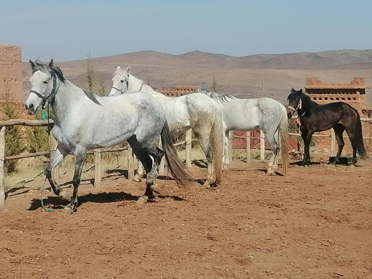Dar Alfourssane Ferme D'Hote Ouarzazate Esterno foto