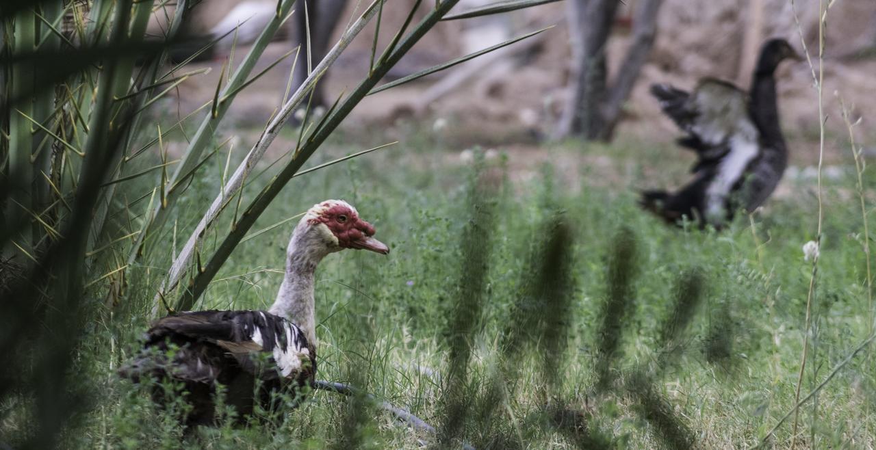 Dar Alfourssane Ferme D'Hote Ouarzazate Esterno foto