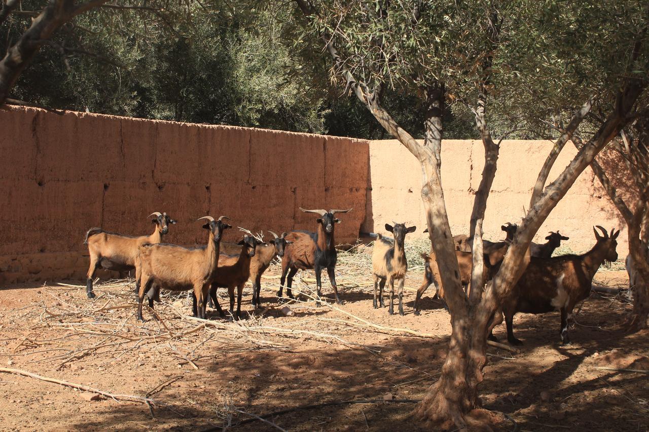 Dar Alfourssane Ferme D'Hote Ouarzazate Esterno foto