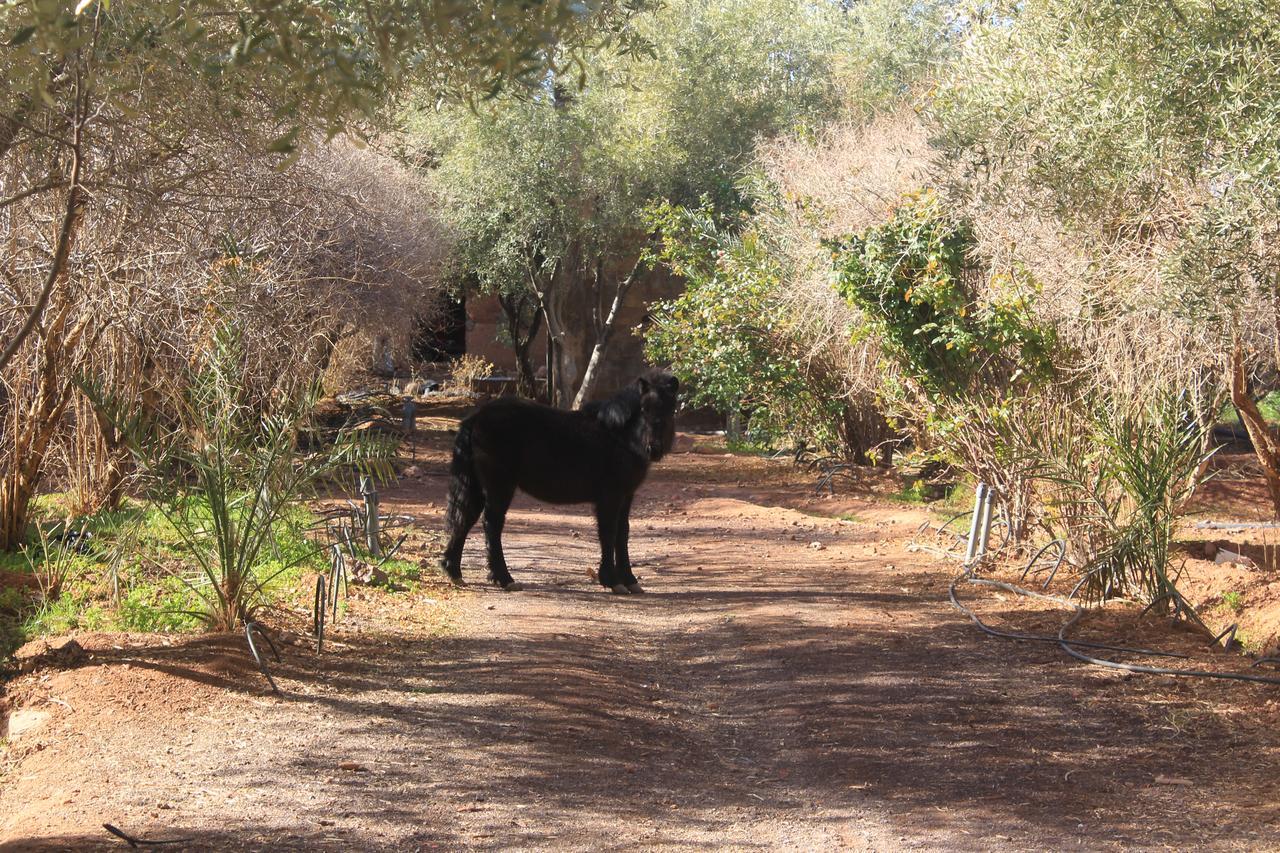 Dar Alfourssane Ferme D'Hote Ouarzazate Esterno foto