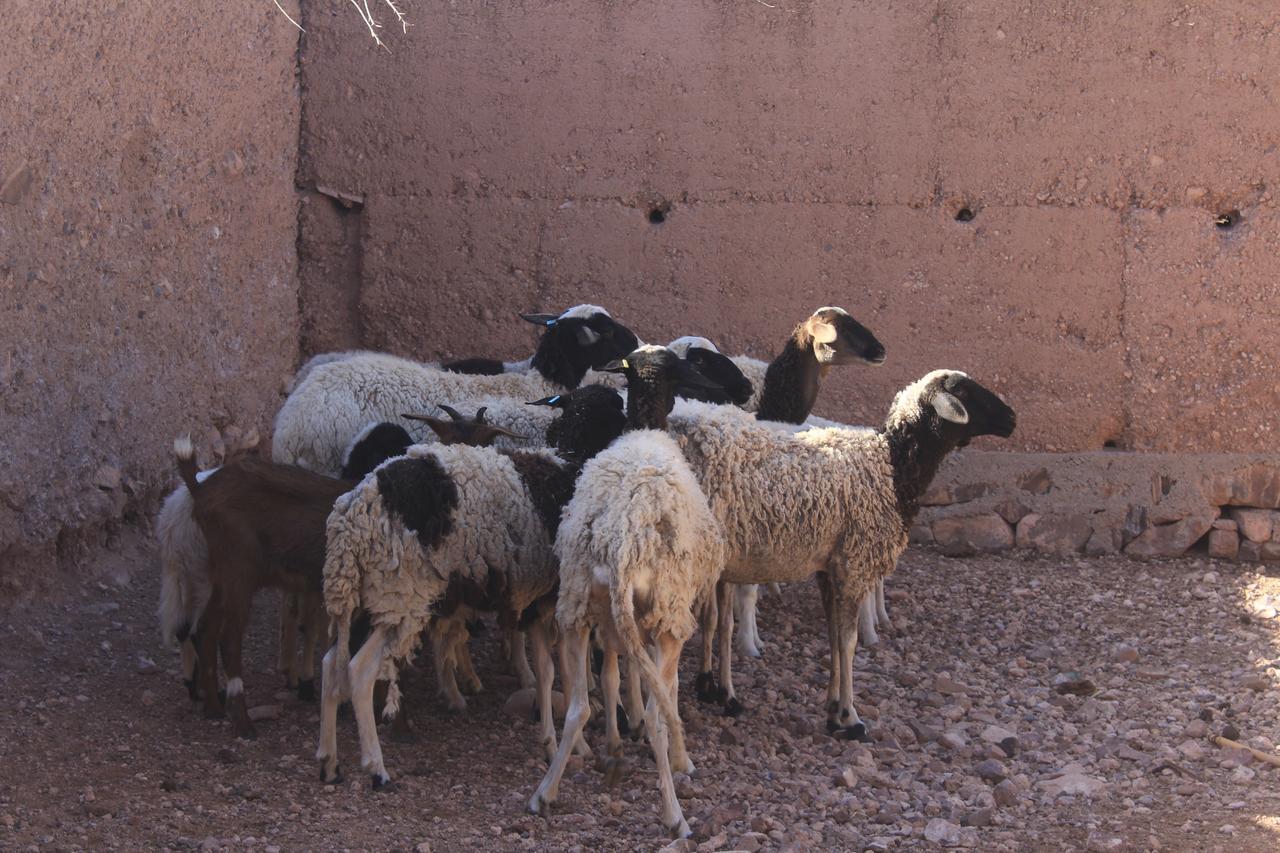 Dar Alfourssane Ferme D'Hote Ouarzazate Esterno foto