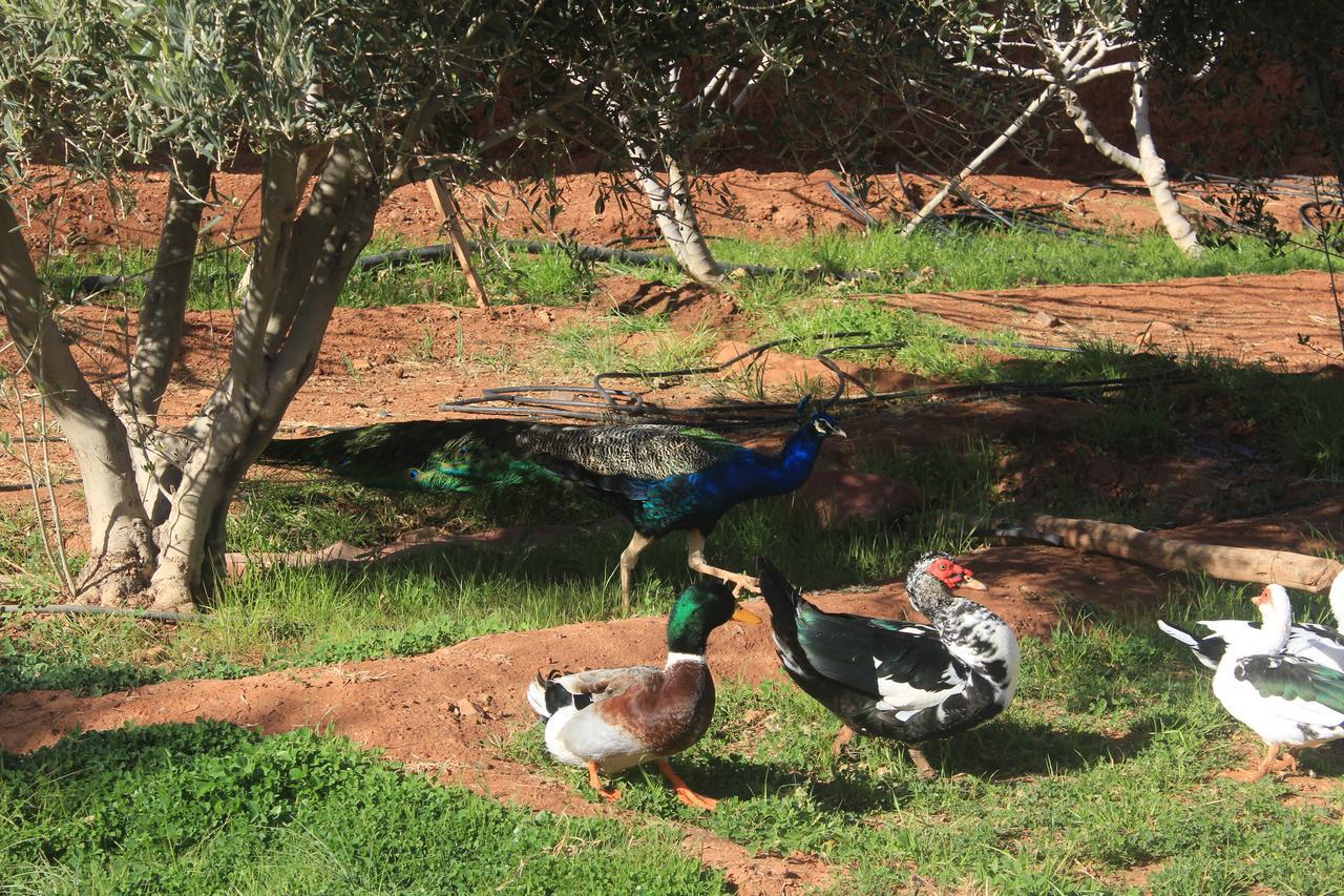 Dar Alfourssane Ferme D'Hote Ouarzazate Esterno foto
